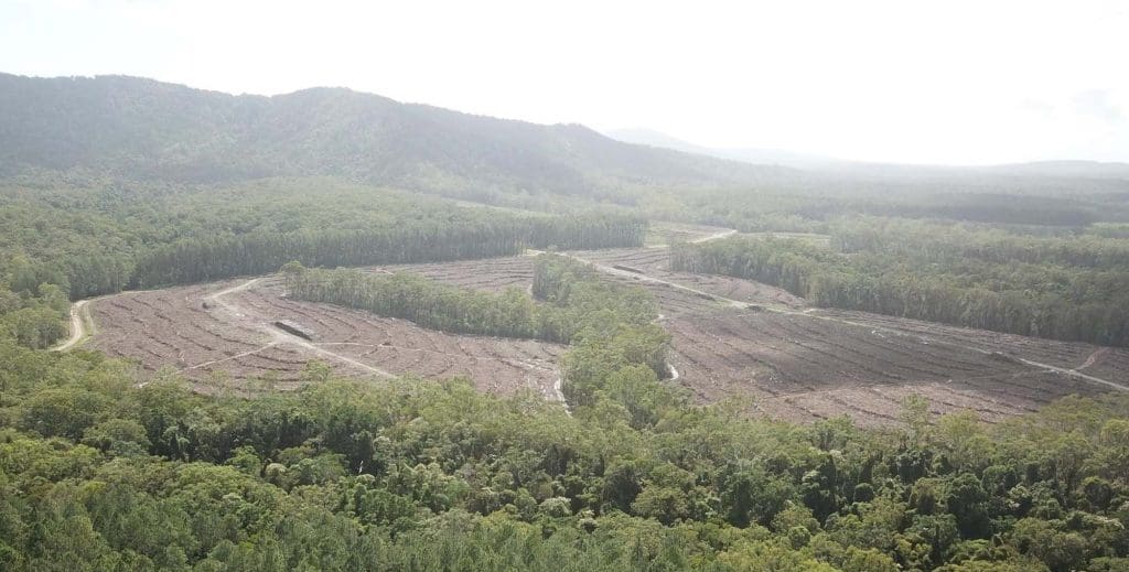 Ariel View of Pine Plantation Wind Row Clearing